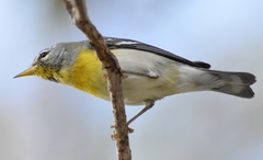 Setophaga americana