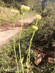 Kalanchoe rotundifolia