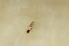 Scythris limbella