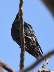Sturnus vulgaris