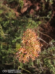 Kalanchoe rotundifolia