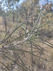 Grevillea striata