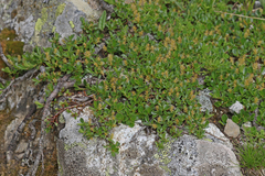 Salix herbacea