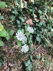 Astrantia