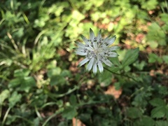 Astrantia