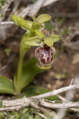 Ophrys umbilicata flavomarginata