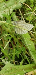 Pieris marginalis