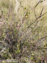 Cryptolepis