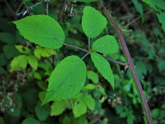 Rubus criniger