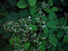 Rubus criniger