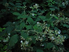 Rubus criniger