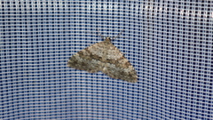 Entephria caesiata