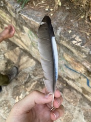 Garrulus glandarius graecus