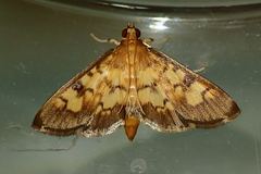 Bocchoris aptalis