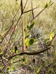 Cryptolepis
