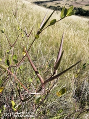 Cryptolepis