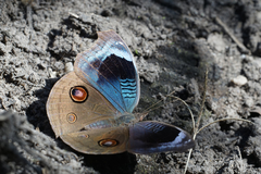 Junonia artaxia