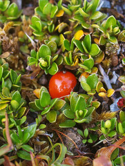 Coprosma perpusilla