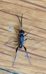 Zeuxevania splendidula