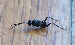 Zeuxevania splendidula