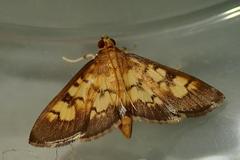 Bocchoris aptalis