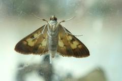 Bocchoris aptalis