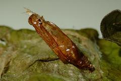 Bocchoris aptalis