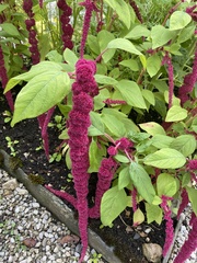 Amaranthus caudatus