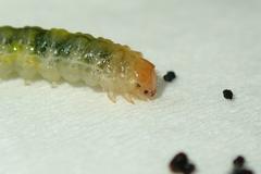 Bocchoris aptalis