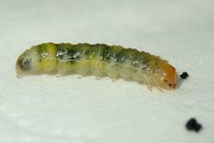 Bocchoris aptalis