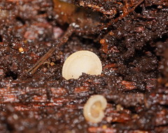 Gloeoporus phlebophorus