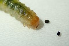 Bocchoris aptalis