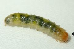 Bocchoris aptalis