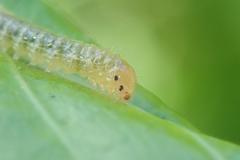 Bocchoris aptalis