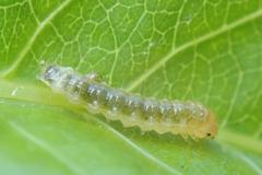 Bocchoris aptalis
