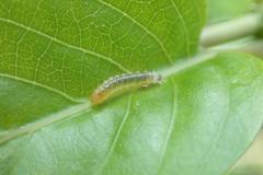 Bocchoris aptalis