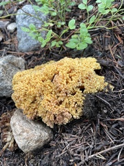 Ramaria flava