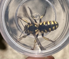 Anthidium florentinum