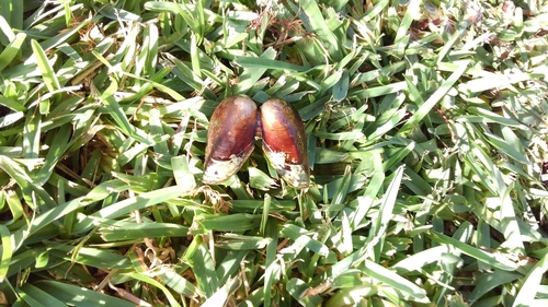 Elliptio jayensis
