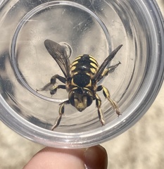 Anthidium florentinum