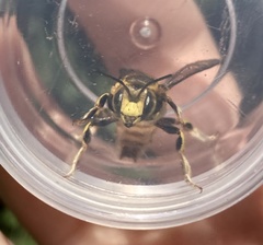 Anthidium florentinum