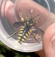 Anthidium florentinum