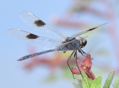 Brachymesia gravida