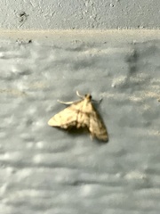 Petrophila canadensis