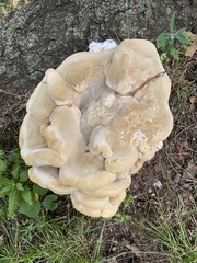 Bondarzewia berkeleyi