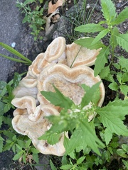 Bondarzewia berkeleyi