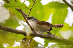 Pheugopedius genibarbis