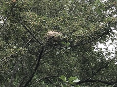 Dolichovespula maculata