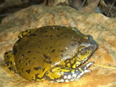 Dermatonotus muelleri