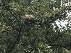 Dolichovespula maculata